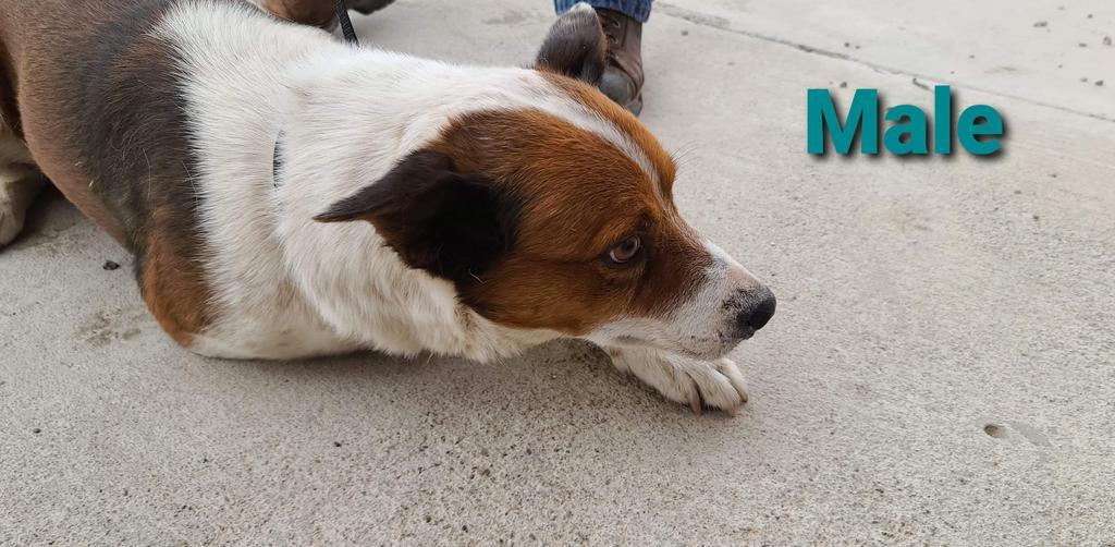 Gara, a Adopted mixed breed in Fort Stockton, TX image 1/2
