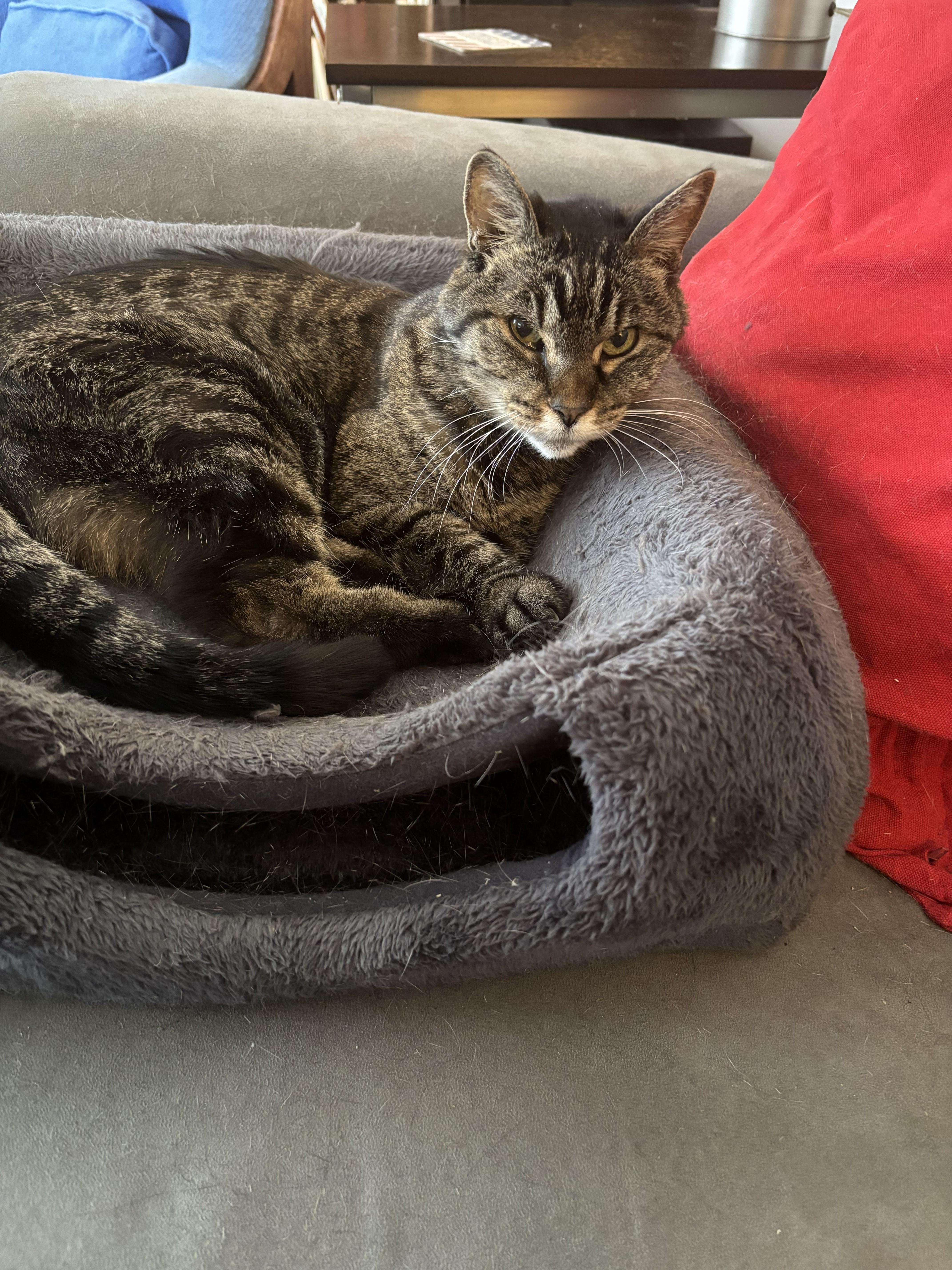 Missy, ADOPTABLE, Senior Female Domestic Short Hair.