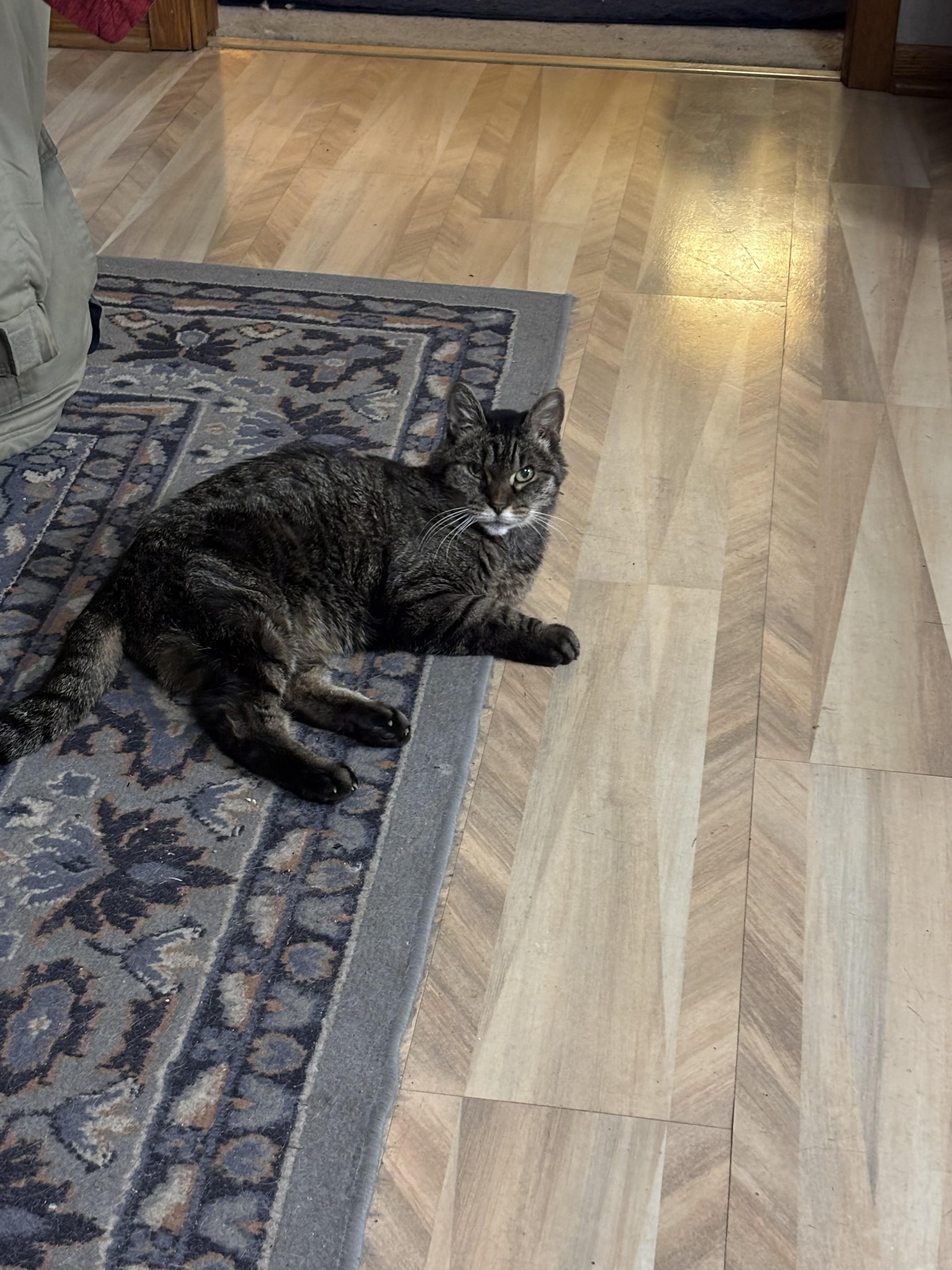 Enlarge Missy, a ADOPTABLE Domestic Short Hair in Wayzata, MN image 2/2