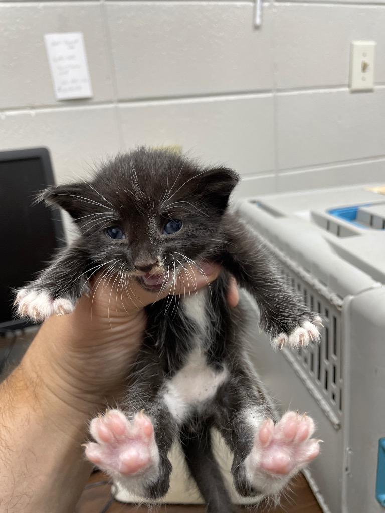 Tatertot, Adoptable, Young Female Domestic Short Hair.