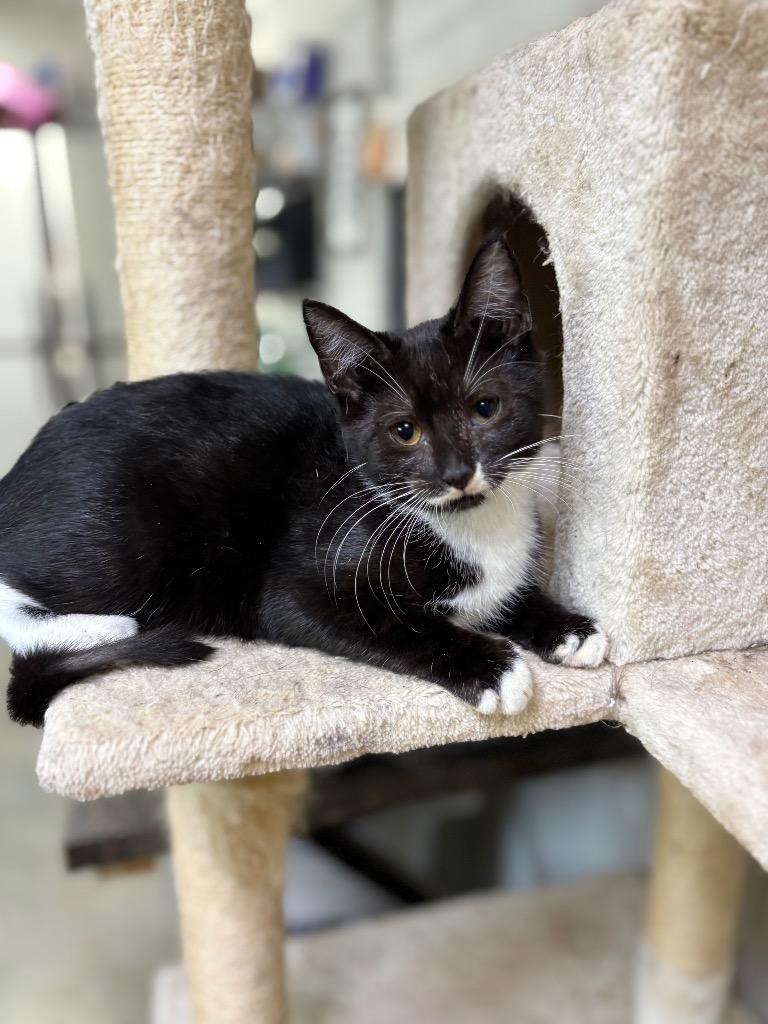 Tatertot, a Adoptable mixed breed in Tifton, GA image 2/2