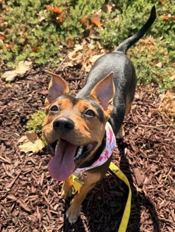 Enlarge HONEY, a Adoptable mixed breed in San Martin, CA image 1/1