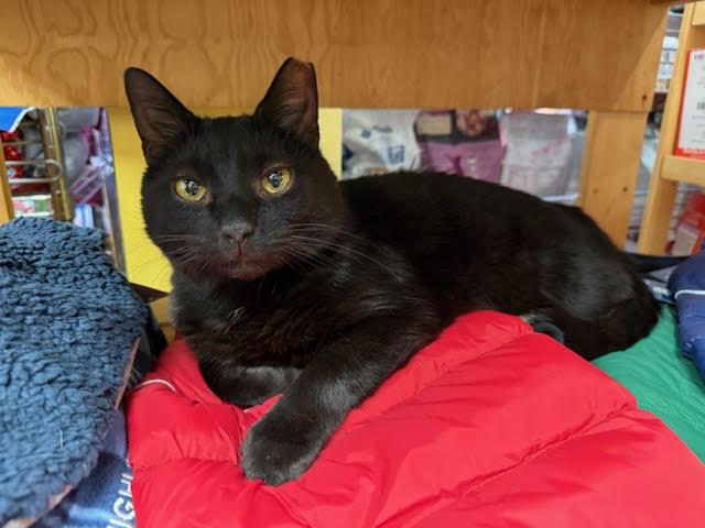 Enlarge Headlights , an adopted Domestic Short Hair in Fairfax, VA image 1/4