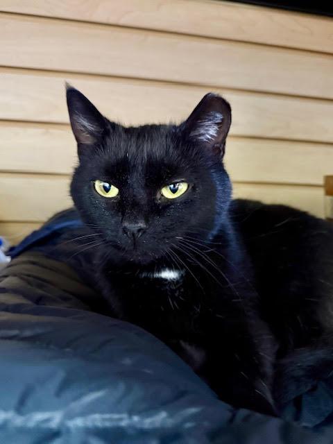 Enlarge Headlights , an adopted Domestic Short Hair in Fairfax, VA image 4/4