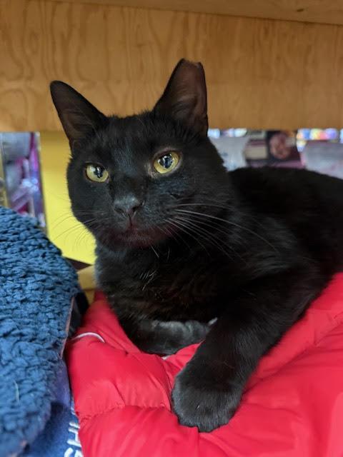 Enlarge Headlights , an adopted Domestic Short Hair in Fairfax, VA image 2/4