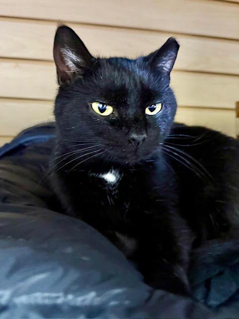 Enlarge Headlights , an adopted Domestic Short Hair in Fairfax, VA image 3/4