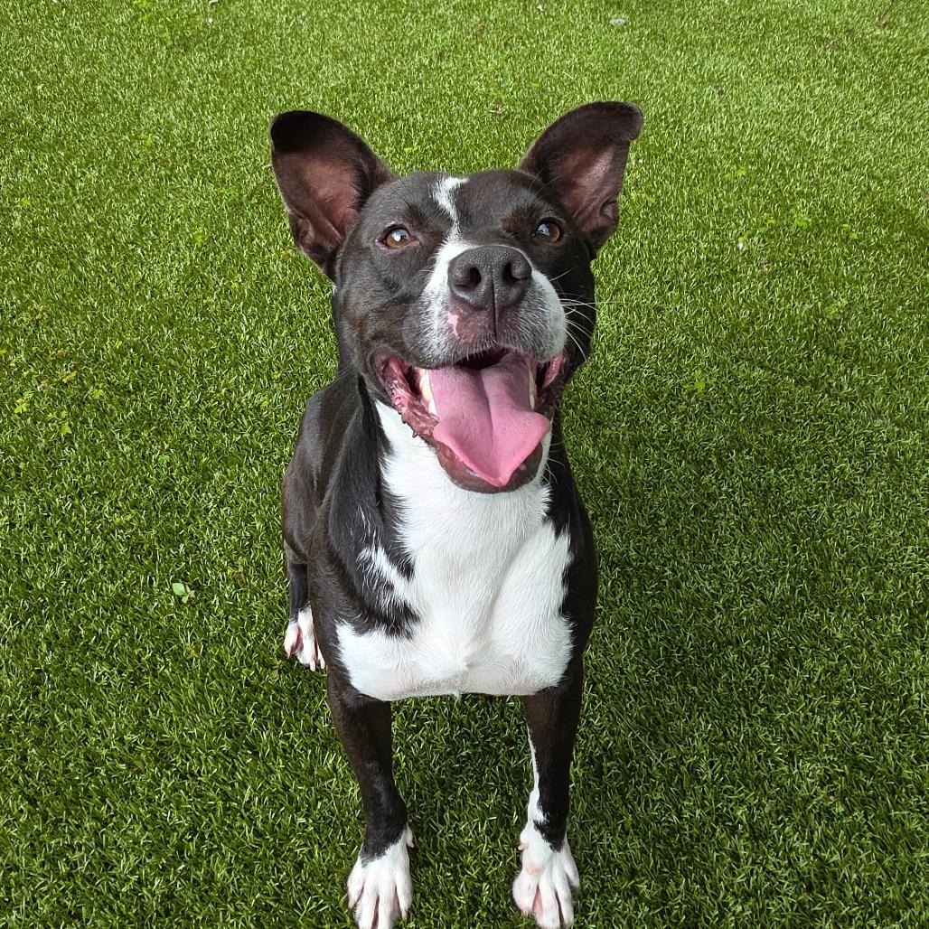 Winston, Adoptable, Adult Male Mixed Breed.