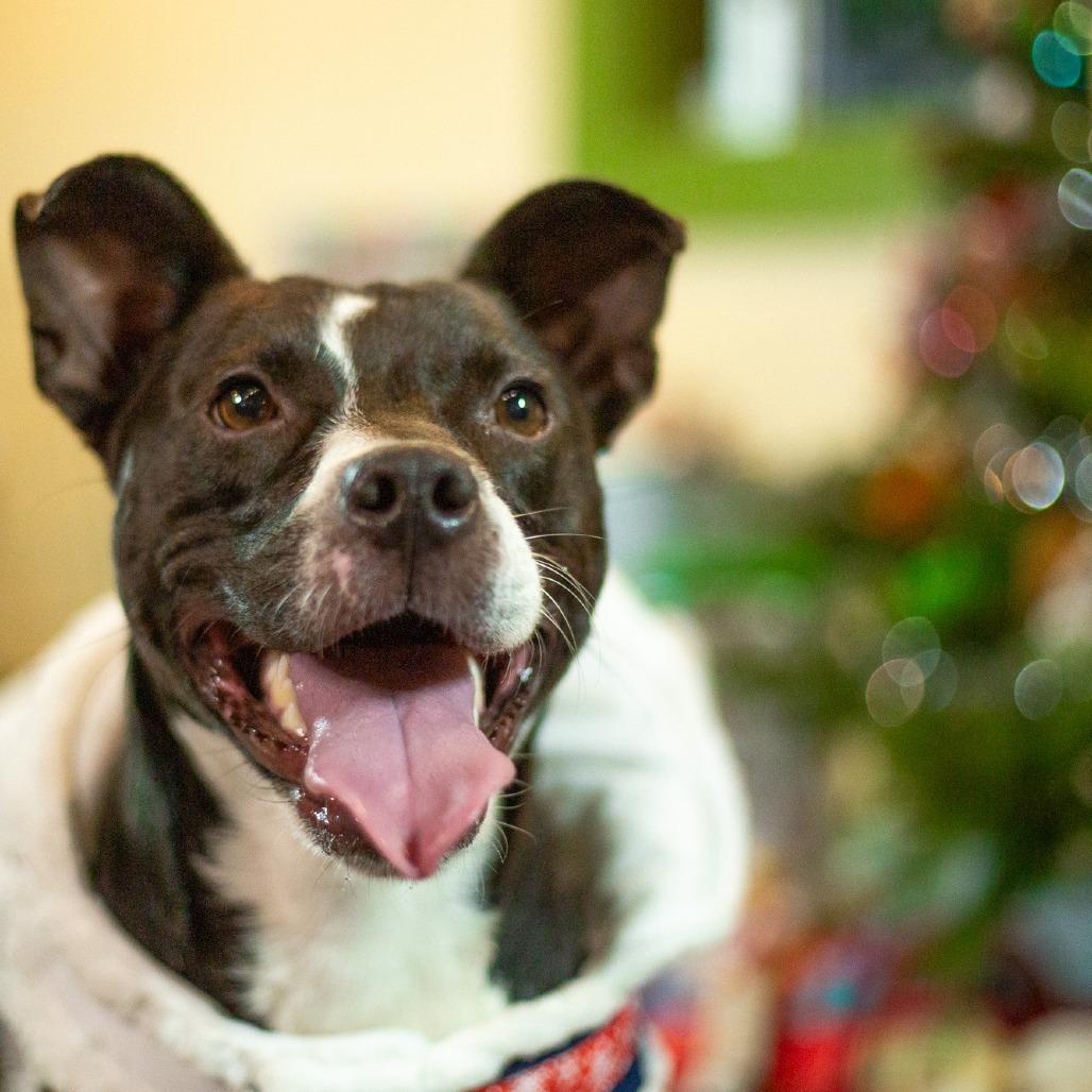 Enlarge Winston, a Adoptable Mixed Breed in Kailua Kona, HI image 1/6