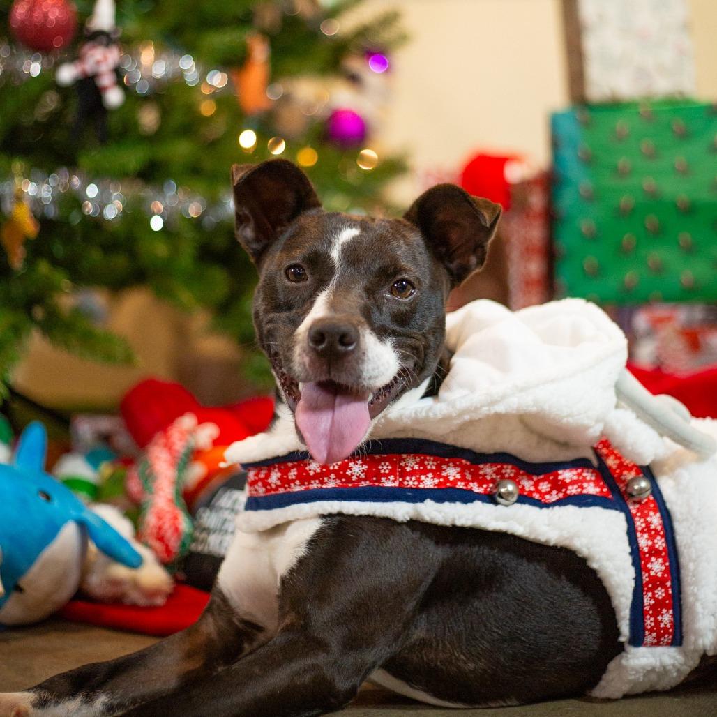 Enlarge Winston, a Adoptable Mixed Breed in Kailua Kona, HI image 2/6