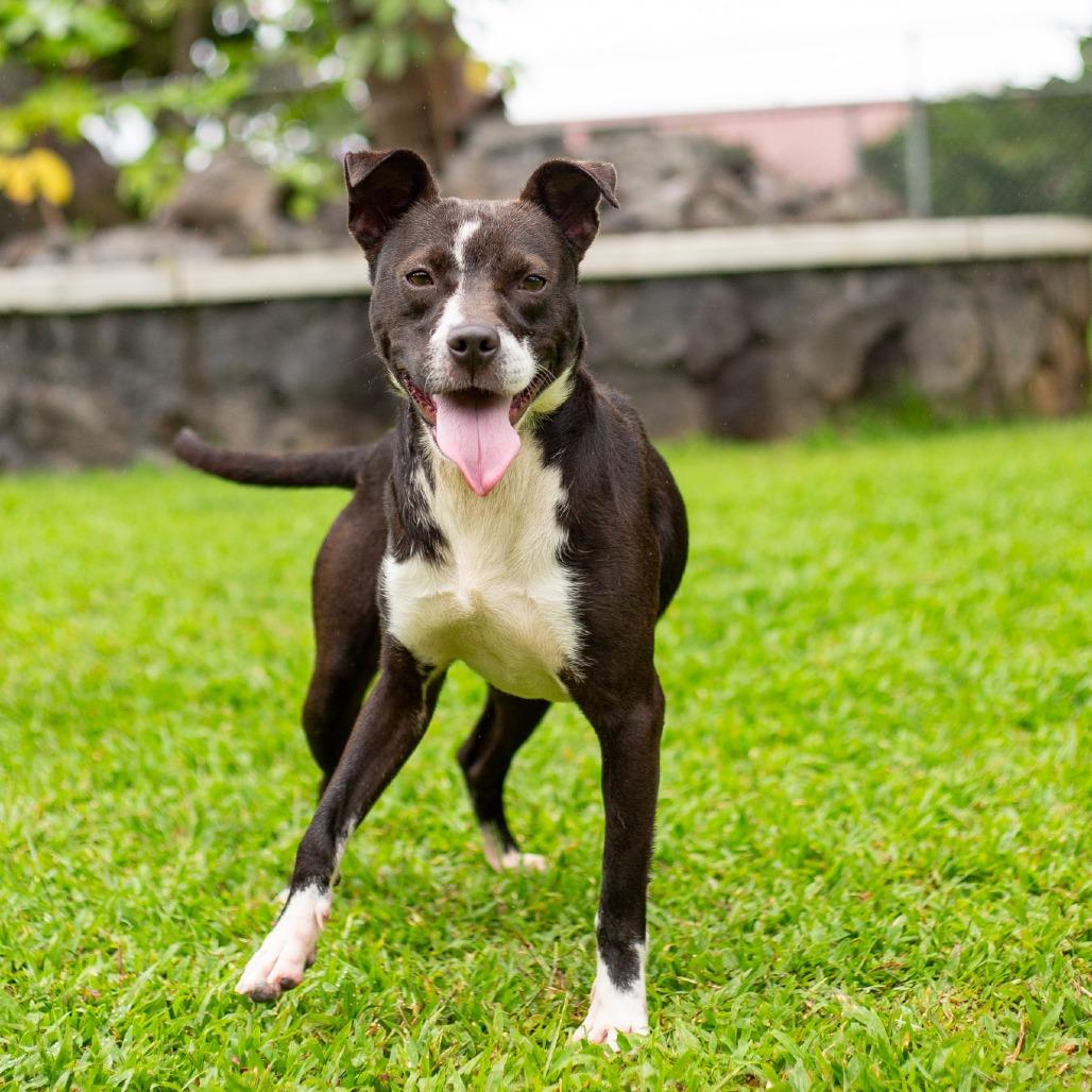 Enlarge Winston, a Adoptable Mixed Breed in Kailua Kona, HI image 3/6