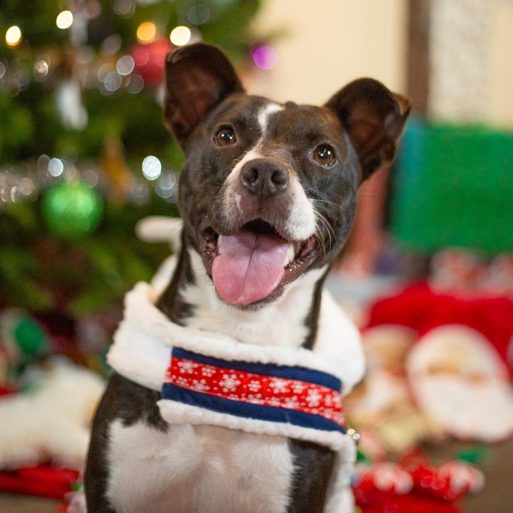 Enlarge Winston, a Adoptable Mixed Breed in Kailua Kona, HI image 4/6