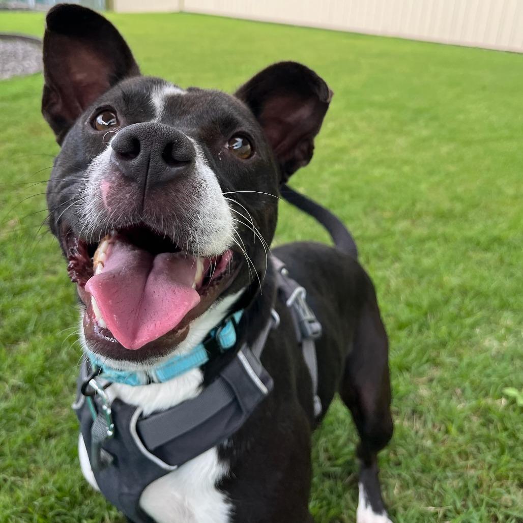 Enlarge Winston, a Adoptable Mixed Breed in Kailua Kona, HI image 6/6