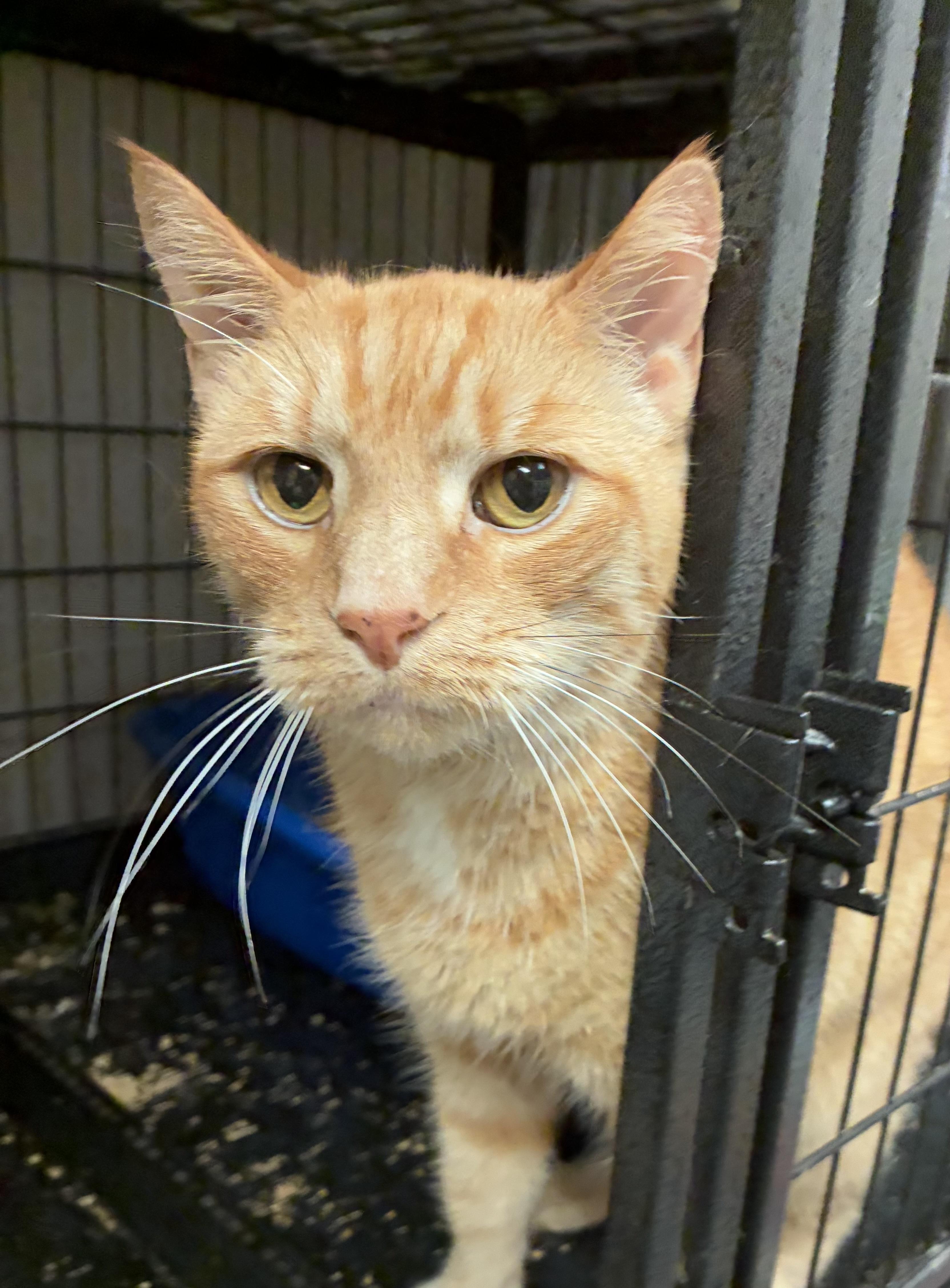Miguel (senior)