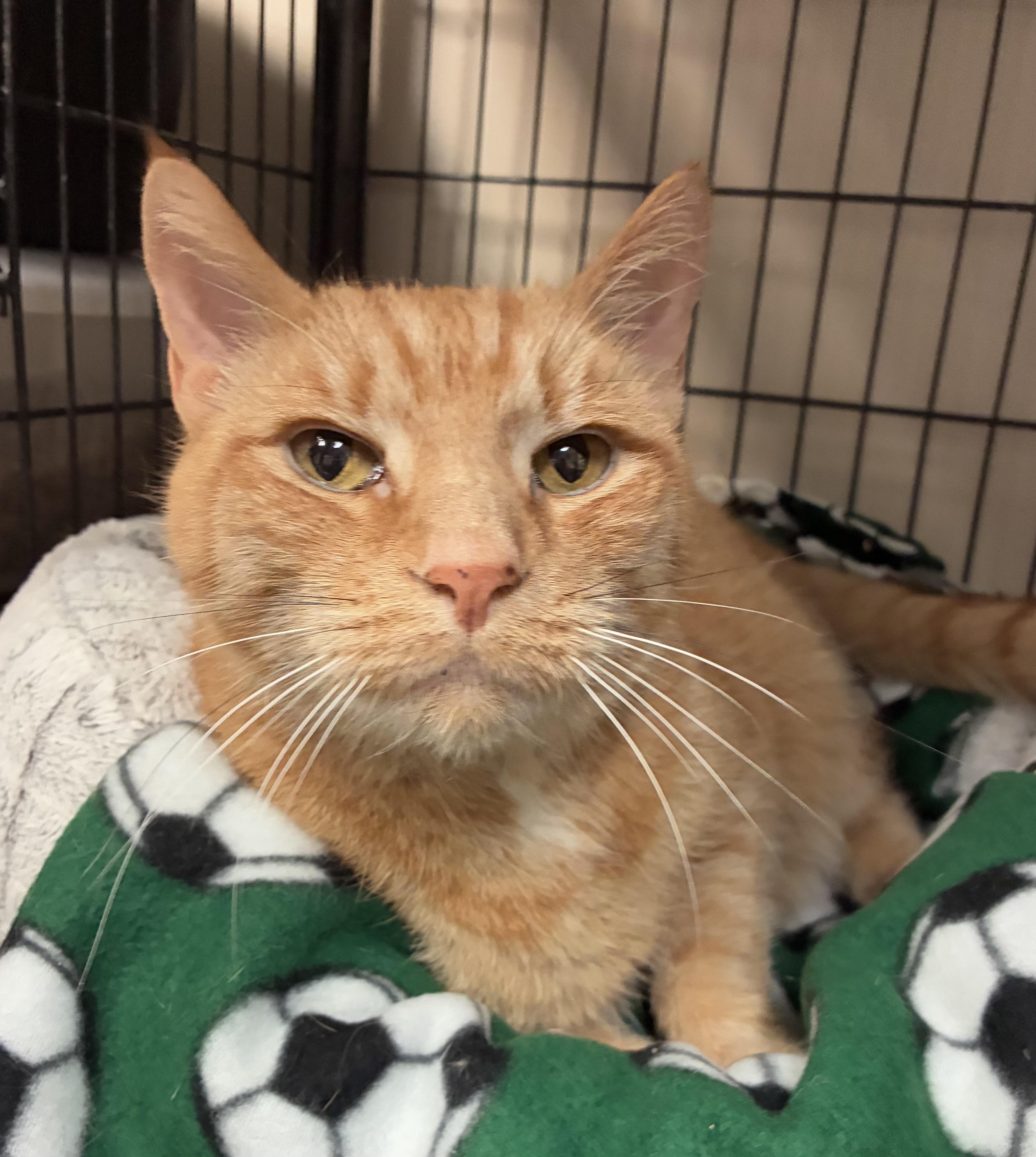 Miguel (senior)