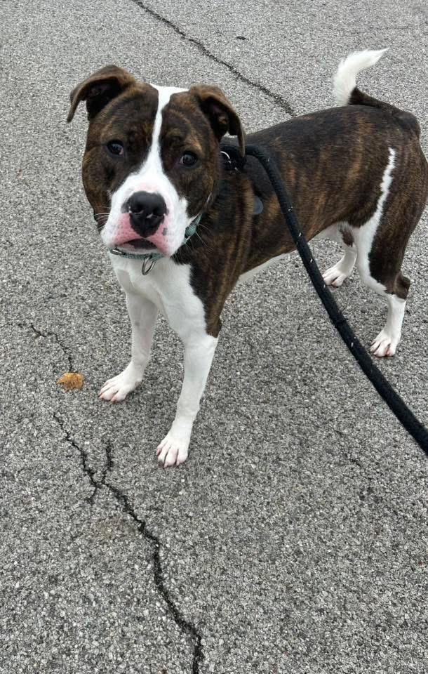 Trey, Adoptable, Young Male Pit Bull Terrier.