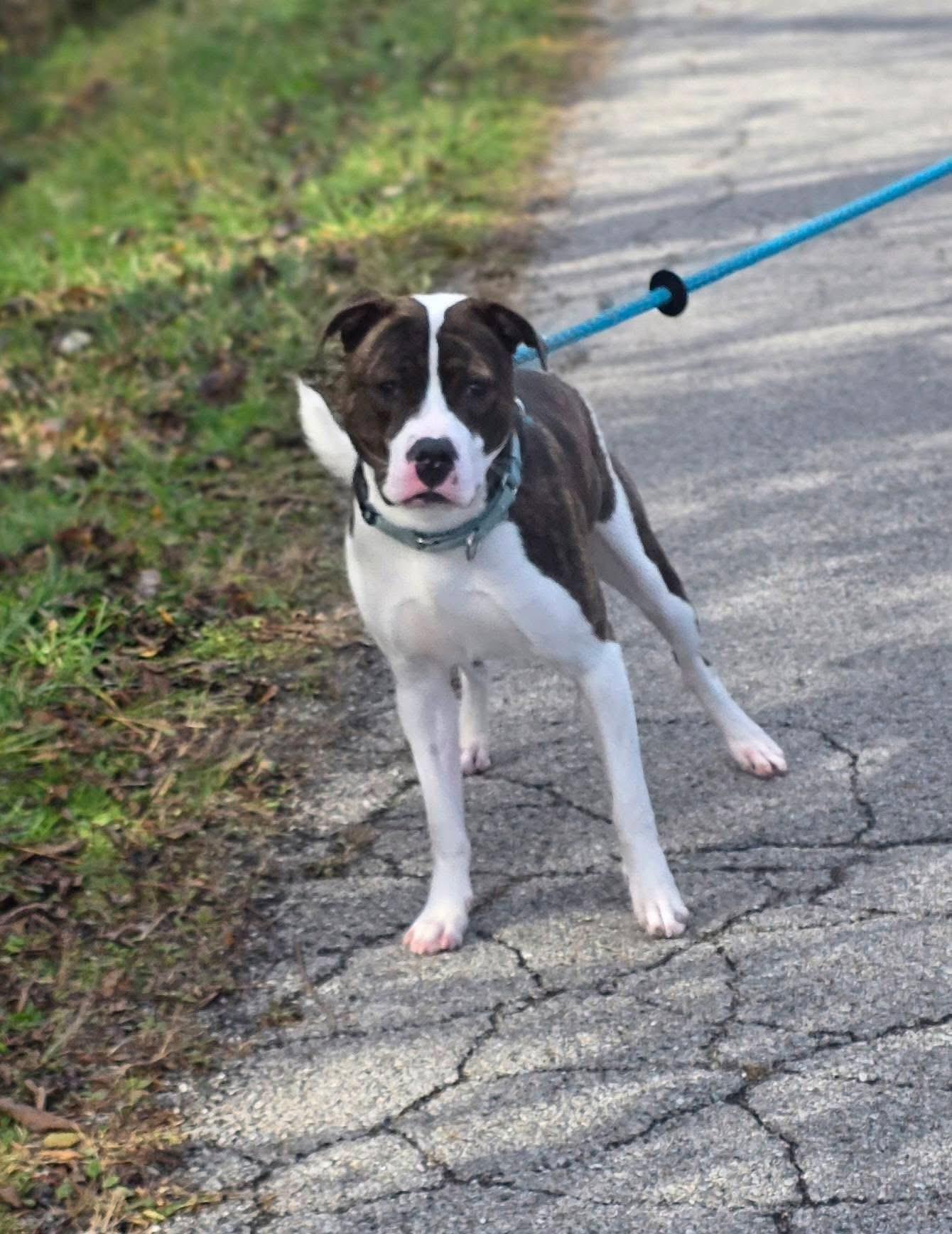 Trey, a Adoptable mixed breed in Youngstown, OH image 2/6