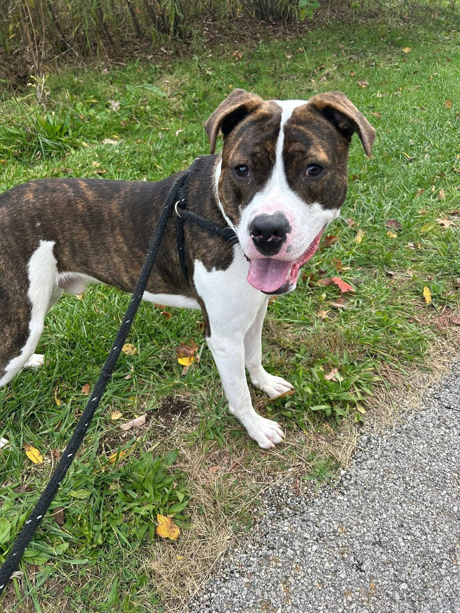 Trey, a Adoptable mixed breed in Youngstown, OH image 3/6