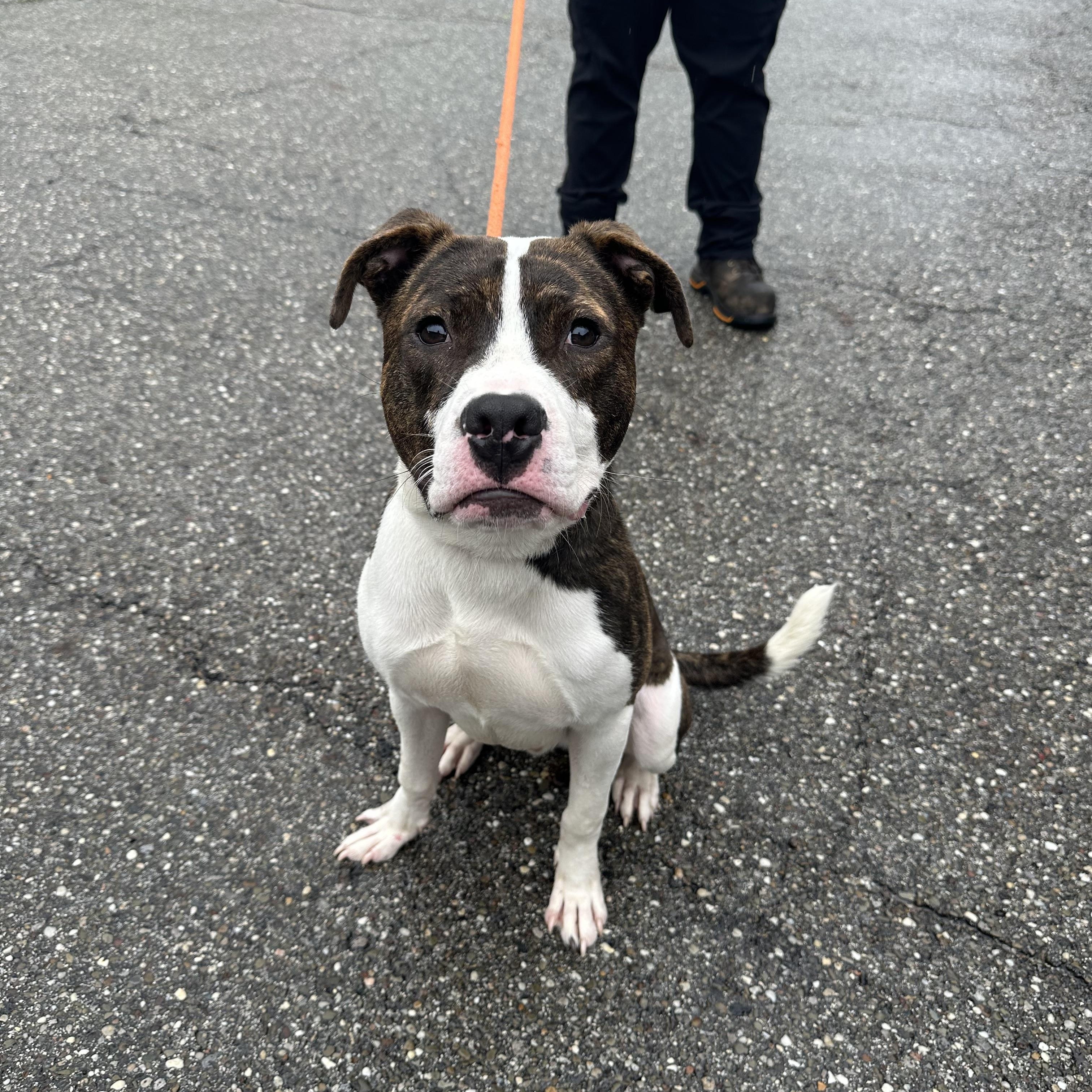Trey, Adoptable, Young Male Pit Bull Terrier.