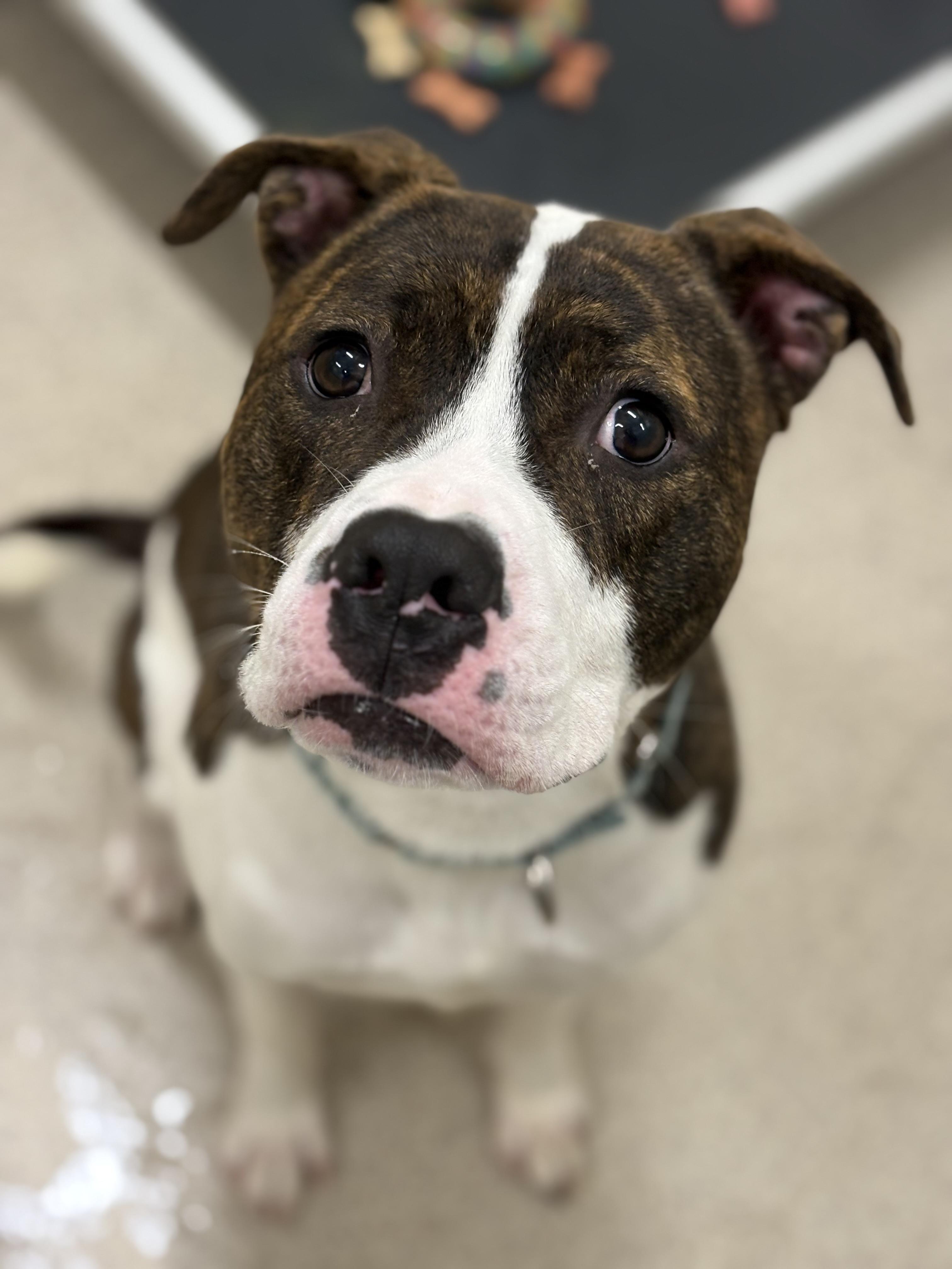 Trey, a Adoptable mixed breed in Youngstown, OH image 4/6