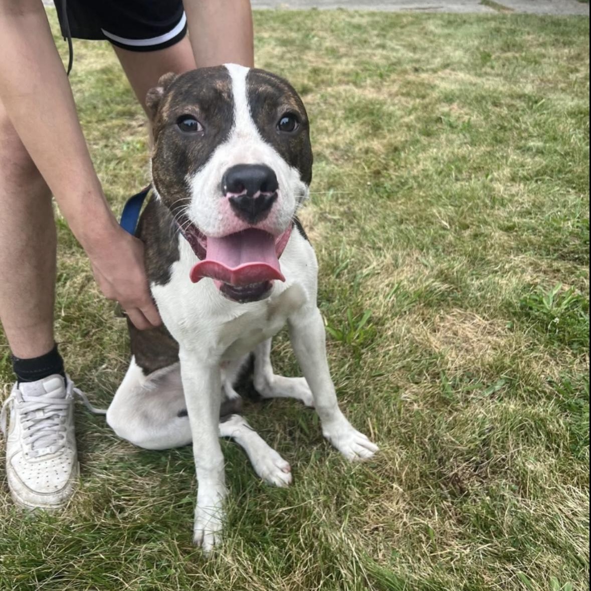 Trey, a Adoptable mixed breed in Youngstown, OH image 6/6