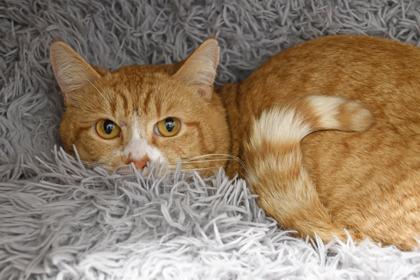 Simba, Adoptable, Adult Male Domestic Short Hair & Domestic Short Hair.