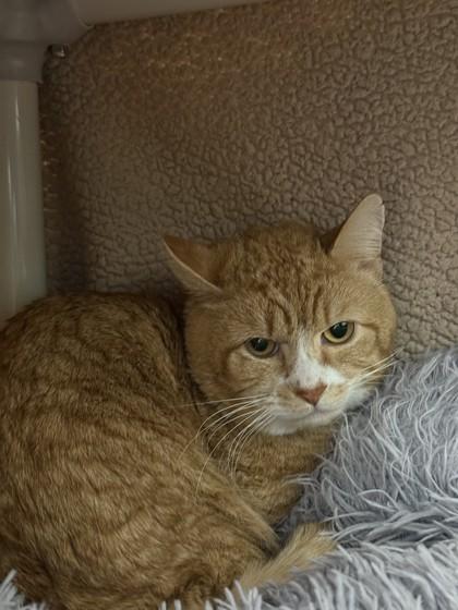 Simba, Adoptable, Adult Male Domestic Short Hair & Domestic Short Hair.
