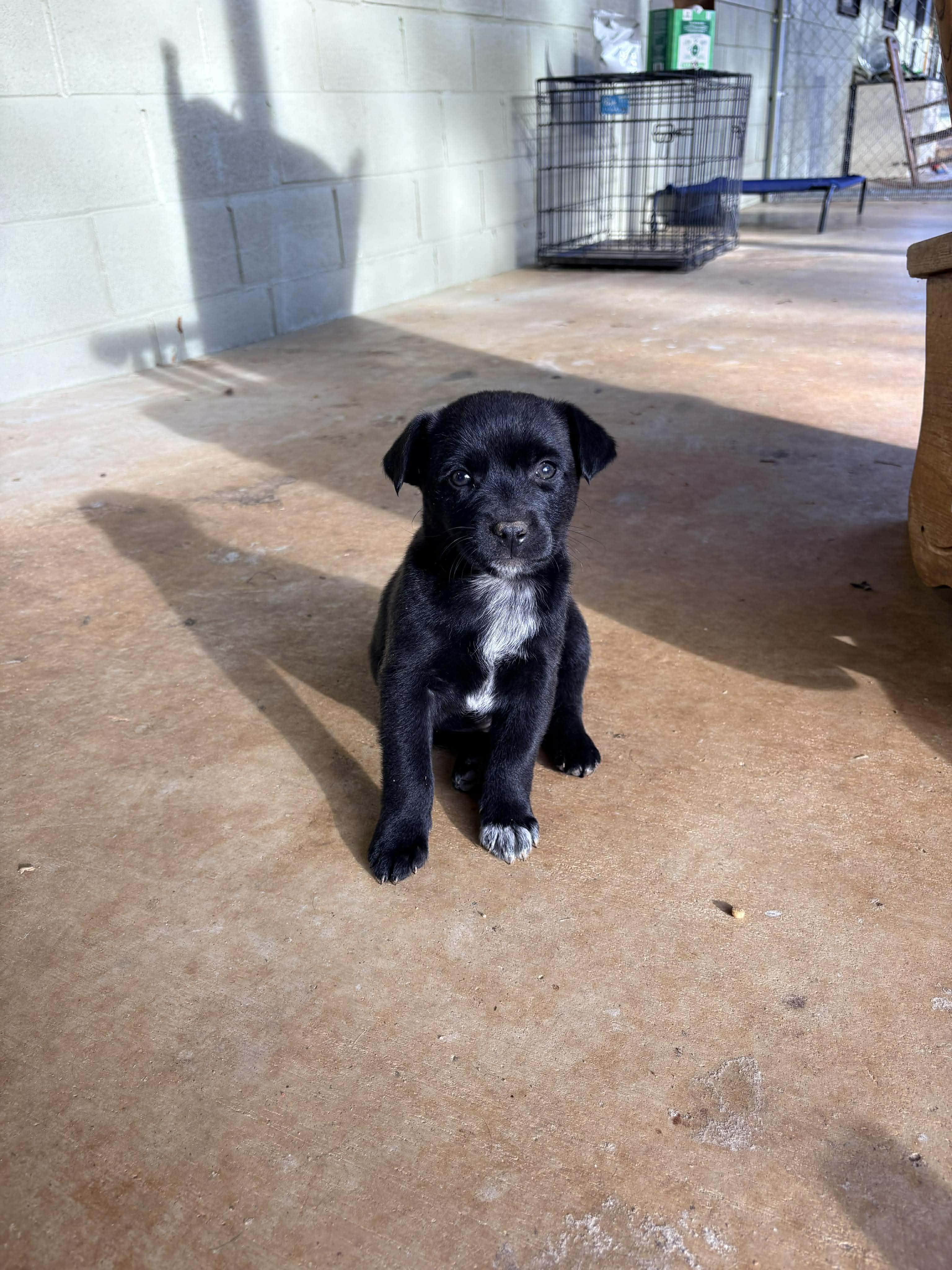 Toby, a Adoptable mixed breed in Johnston, RI image 2/4