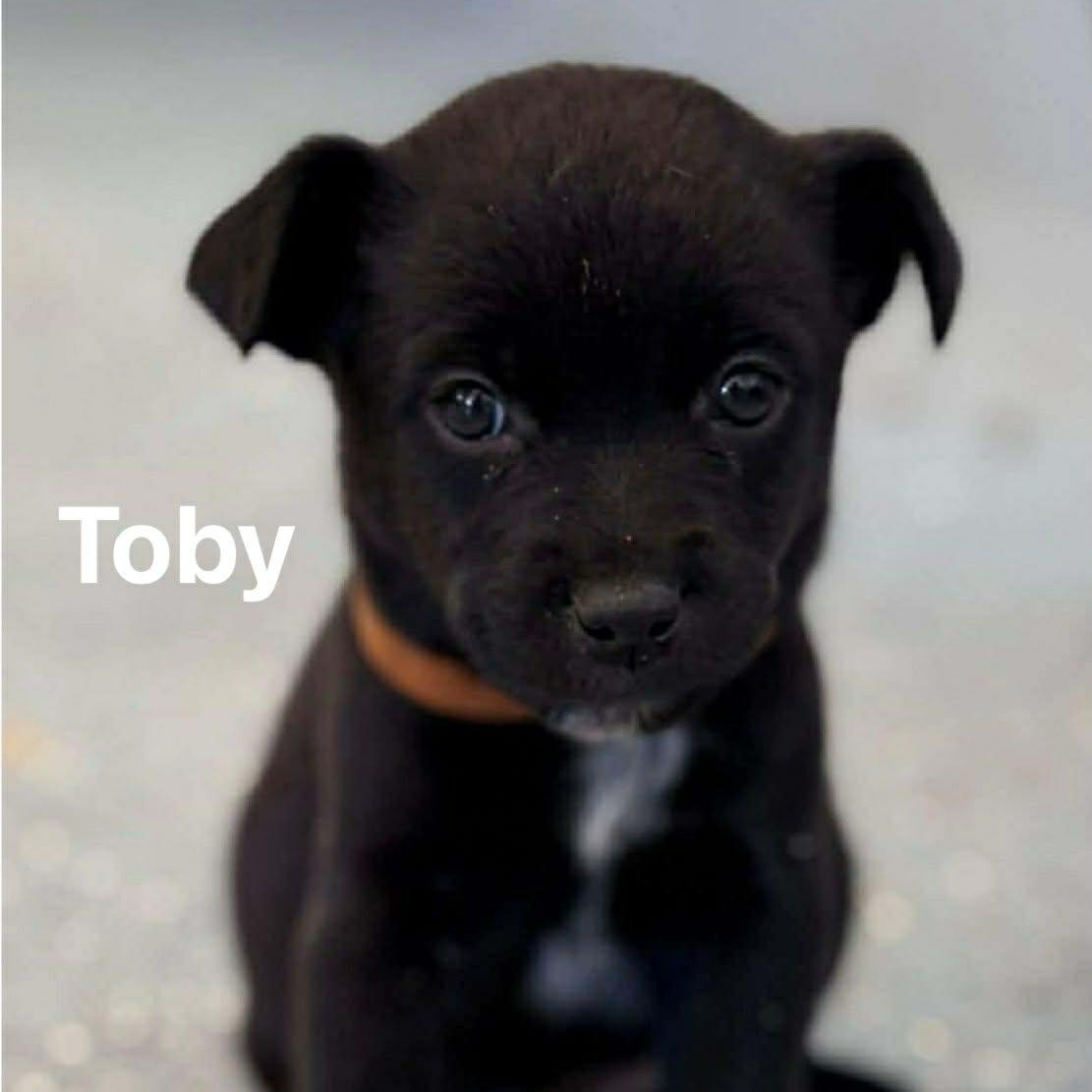 Toby, Adoptable, Puppy Male Terrier.