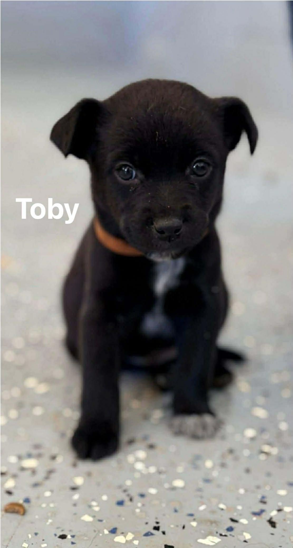 Toby, a Adoptable mixed breed in Johnston, RI image 4/4