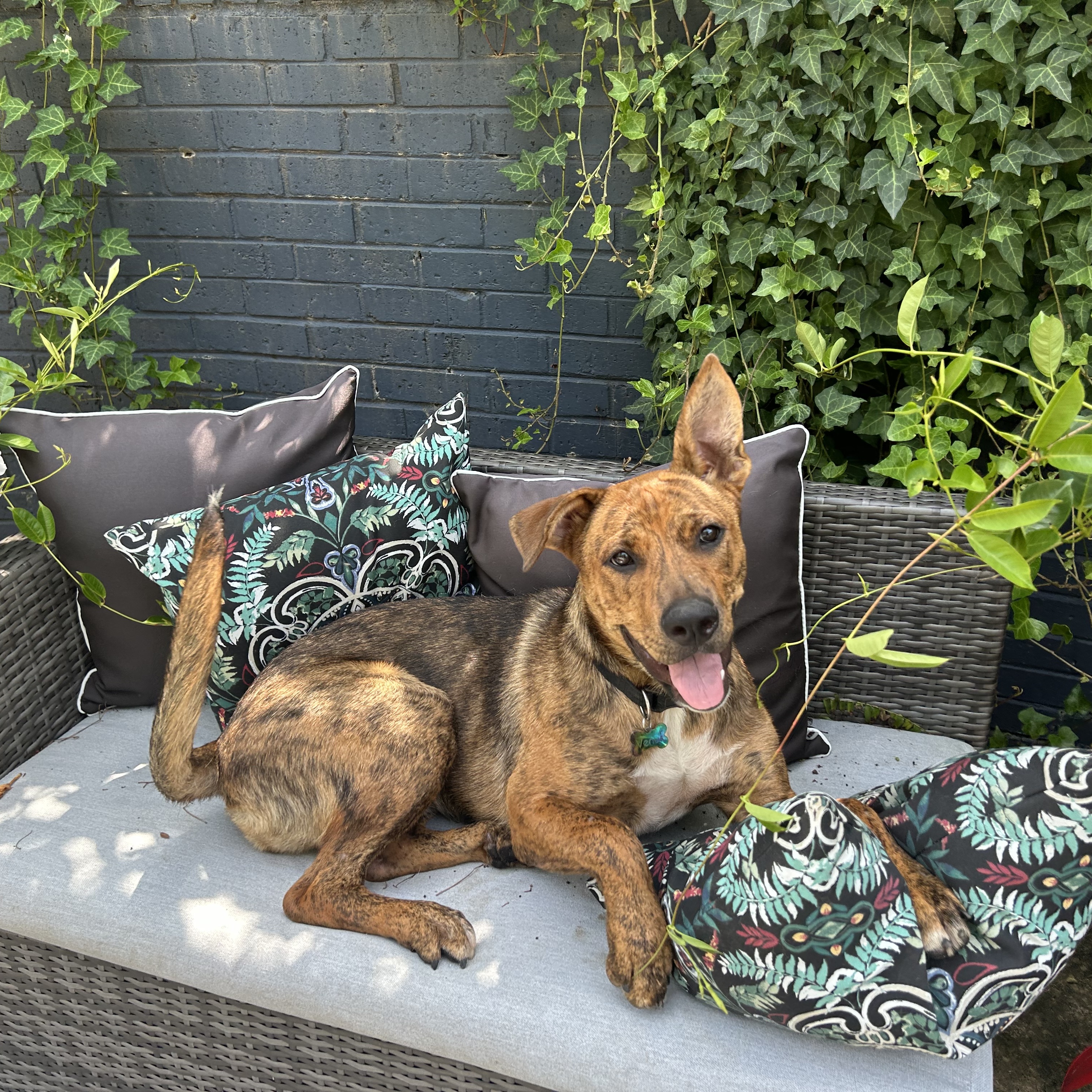 Enlarge Venus, a Adopted mixed breed in Lilburn, GA image 1/5