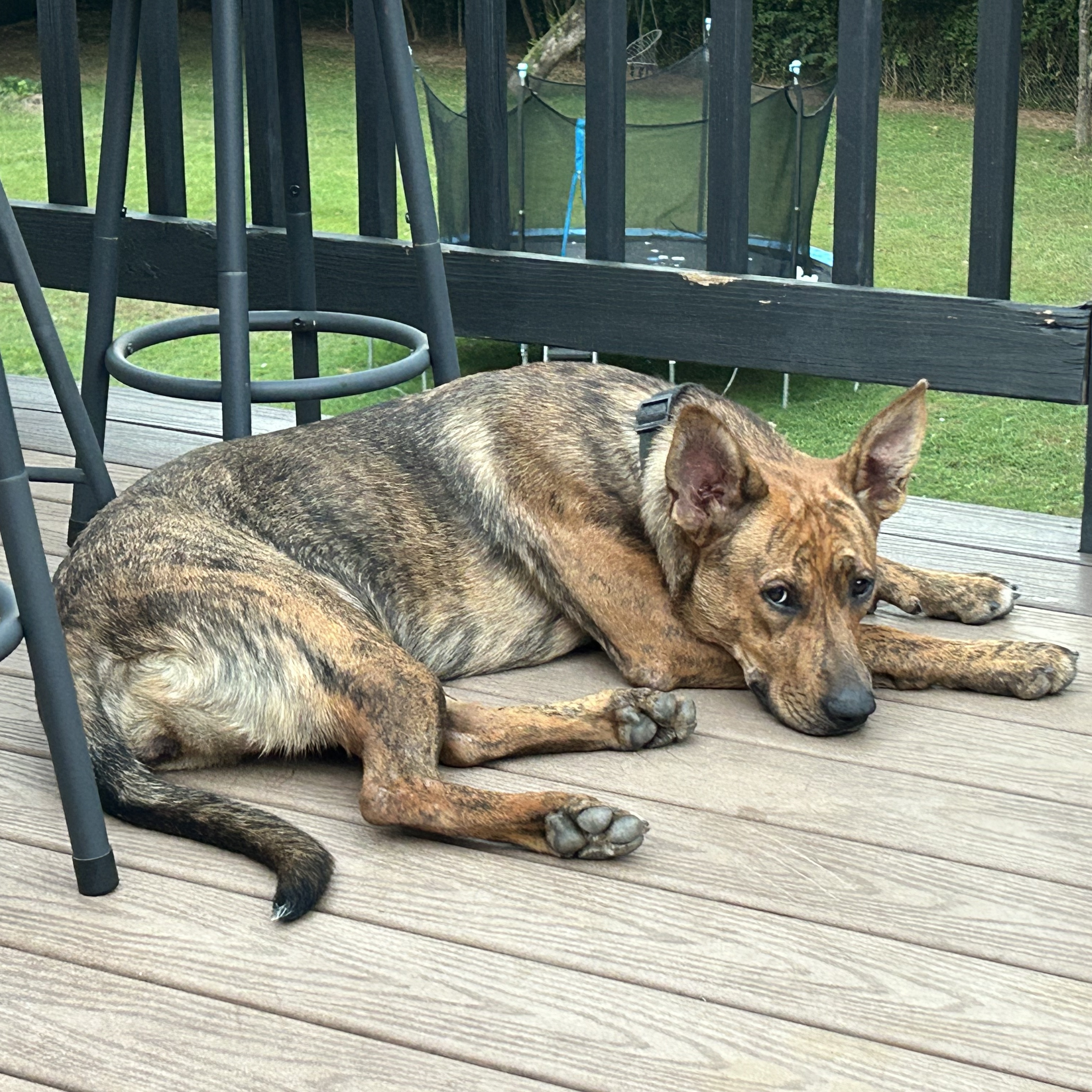 Enlarge Venus, a Adopted mixed breed in Lilburn, GA image 2/5