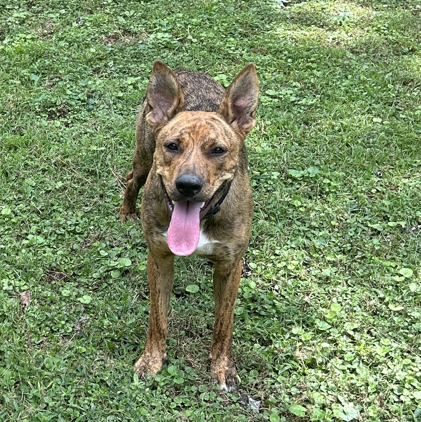 Enlarge Venus, a Adopted mixed breed in Lilburn, GA image 3/5