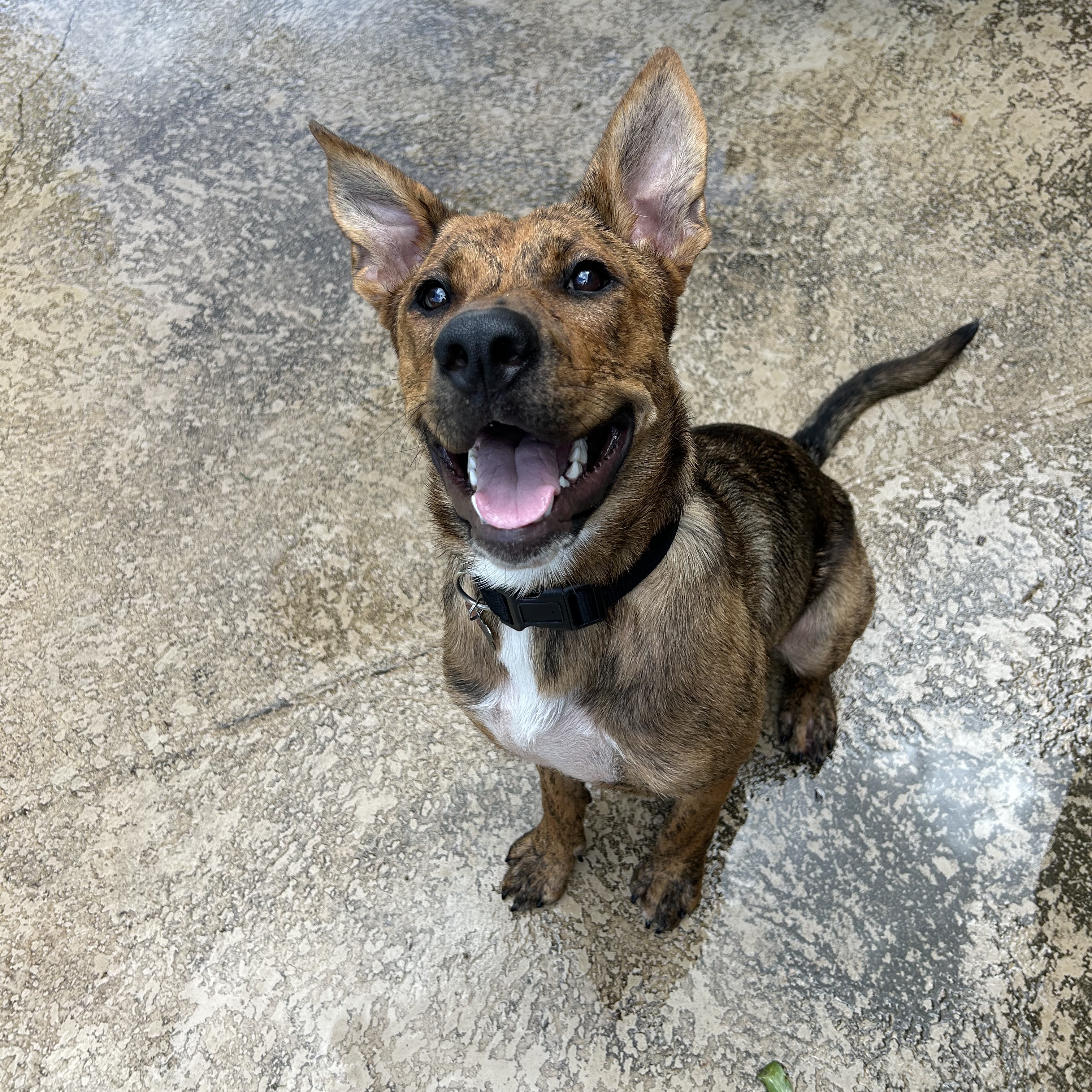 Enlarge Venus, a Adopted mixed breed in Lilburn, GA image 4/5