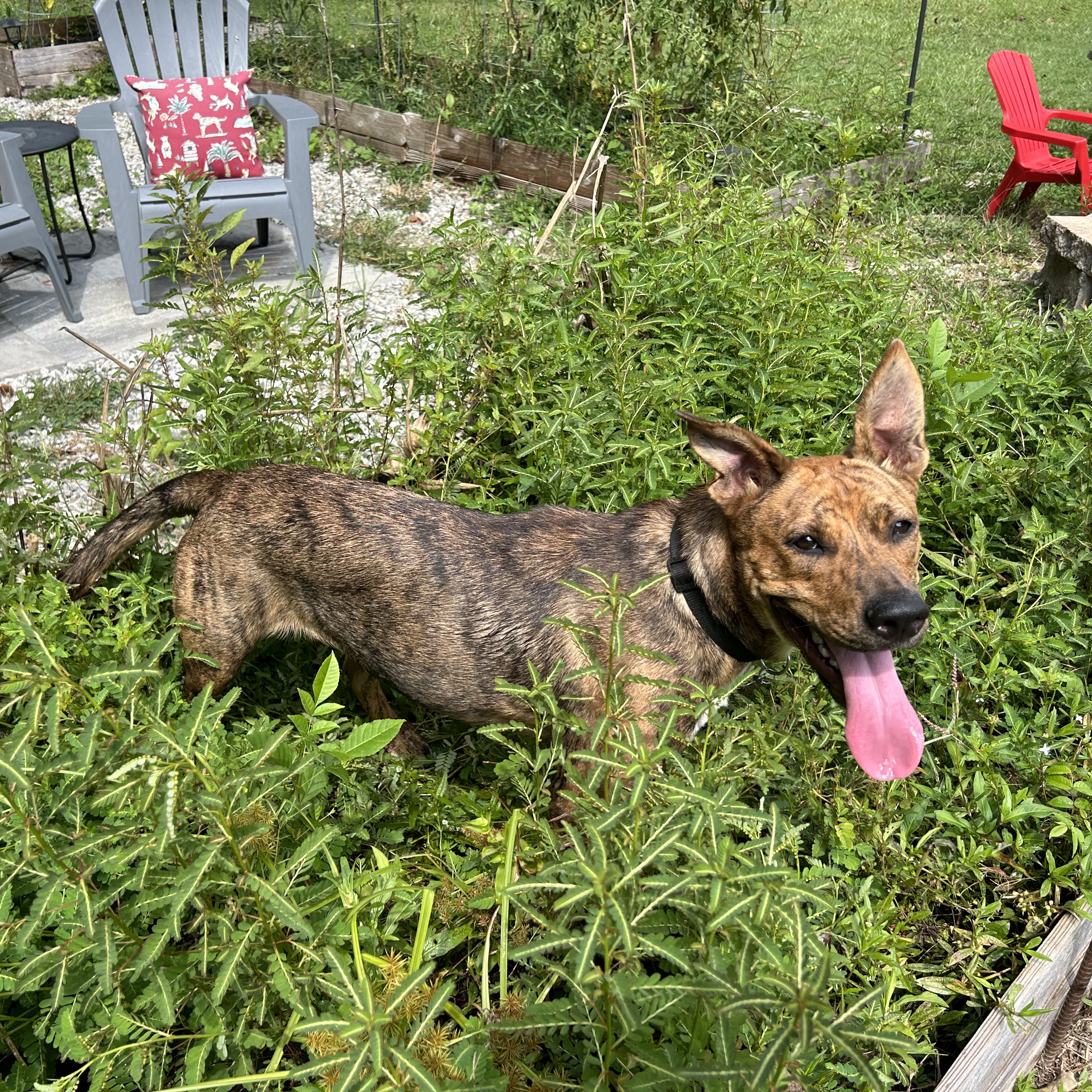 Enlarge Venus, a Adopted mixed breed in Lilburn, GA image 5/5