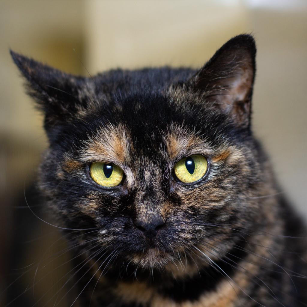 Enlarge Kameo, a Adoptable Domestic Short Hair in Reisterstown, MD image 1/3