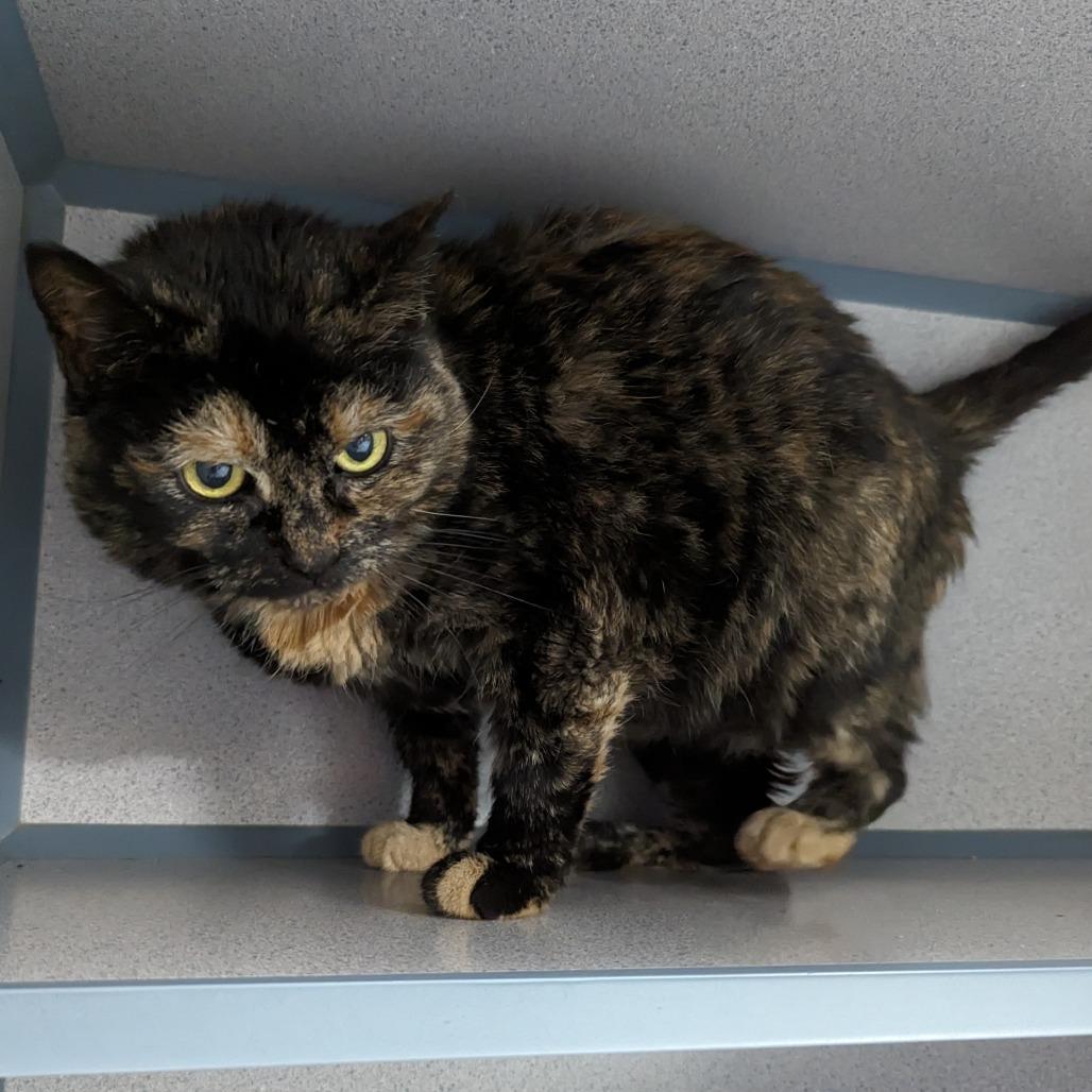 Enlarge Kameo, a Adoptable Domestic Short Hair in Reisterstown, MD image 2/3