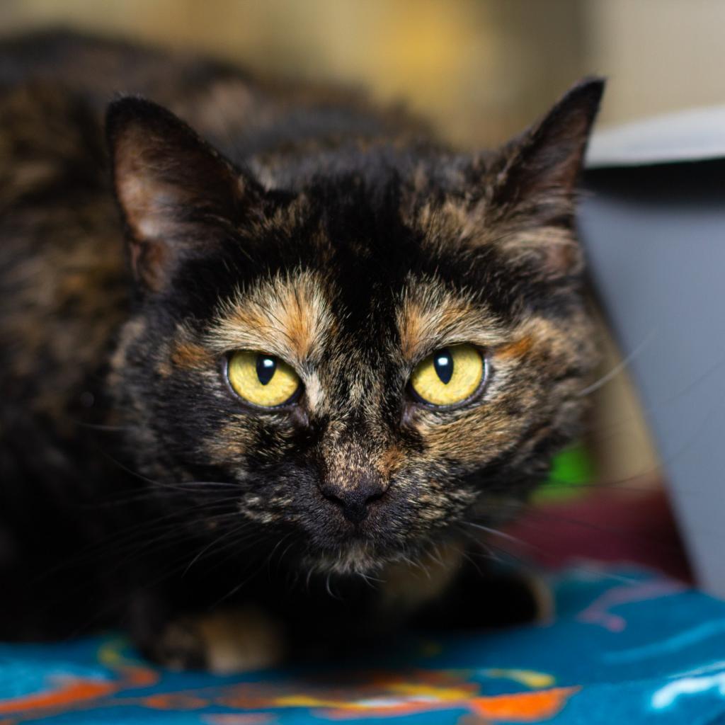 Kameo, Adoptable, Senior Female Domestic Short Hair.