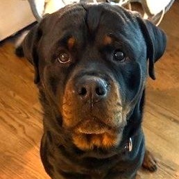 Enlarge Shamrock, a ADOPTABLE Rottweiler in Redmond, WA image 1/6