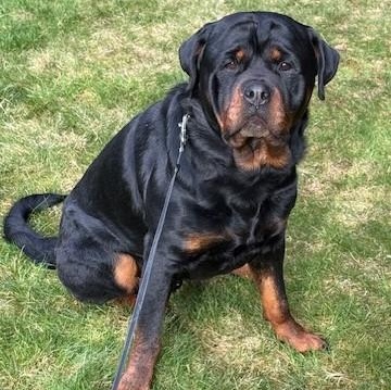Enlarge Shamrock, a ADOPTABLE Rottweiler in Redmond, WA image 2/6