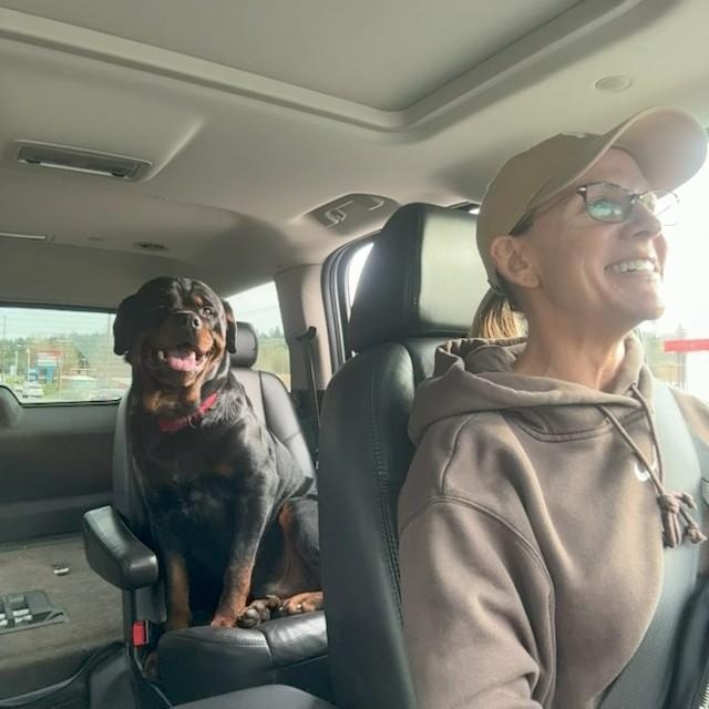 Enlarge Shamrock, a ADOPTABLE Rottweiler in Redmond, WA image 6/6