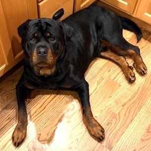 Enlarge Shamrock, a ADOPTABLE Rottweiler in Redmond, WA image 3/6