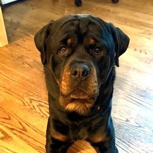 Enlarge Shamrock, a ADOPTABLE Rottweiler in Redmond, WA image 4/6