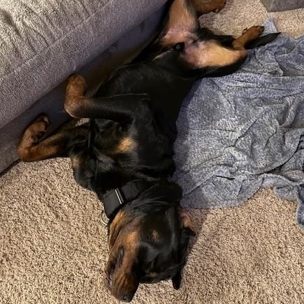 Enlarge Shamrock, a ADOPTABLE Rottweiler in Redmond, WA image 5/6