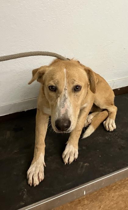 Butterscotch, Adoptable, Adult Female Redbone Coonhound & Mixed Breed.