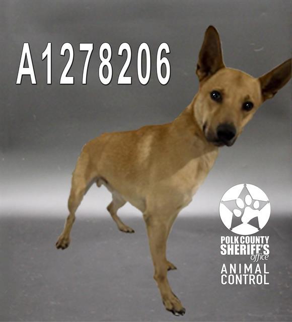 Enlarge CRICKET, a Adoptable mixed breed in Winter Haven, FL image 1/1