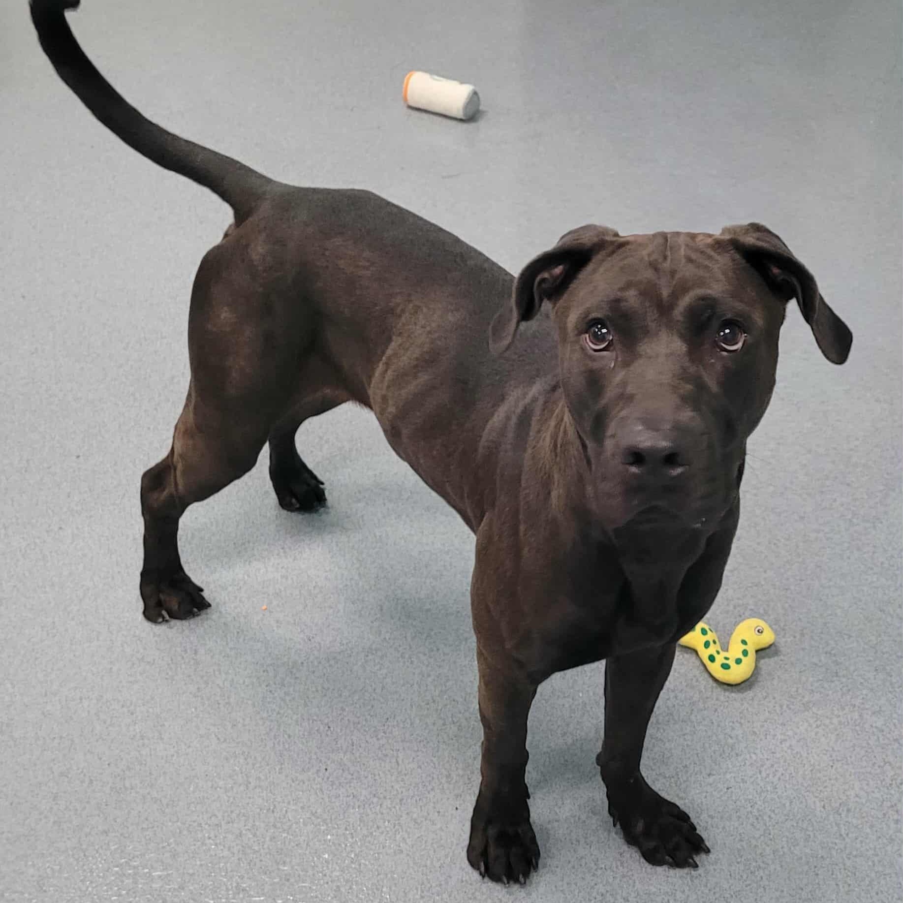 Freddy! Outgoing Boy!, a Adoptable mixed breed in Meriden, CT image 3/6