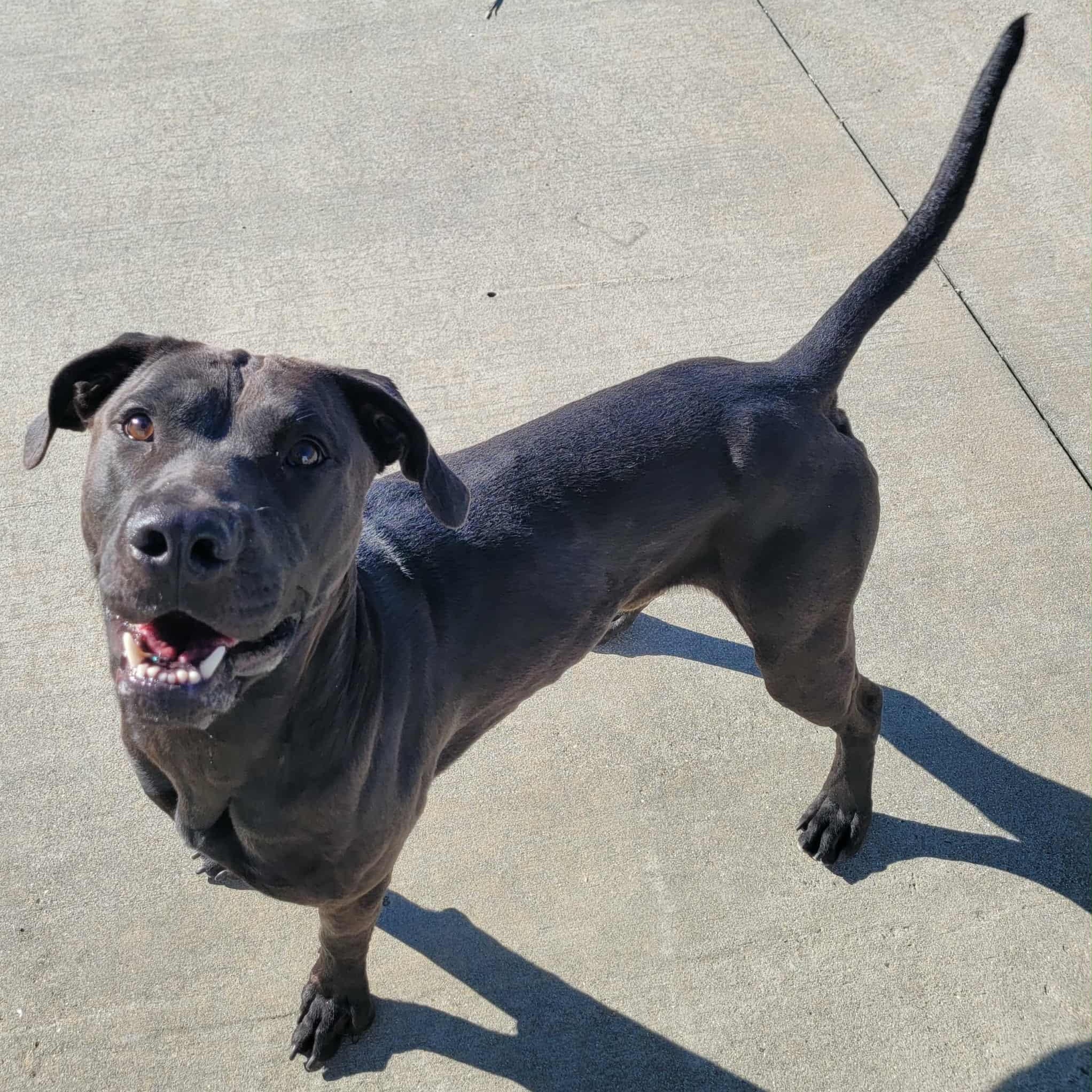 Freddy! Outgoing Boy!, Adoptable, Young Male Labrador Retriever.