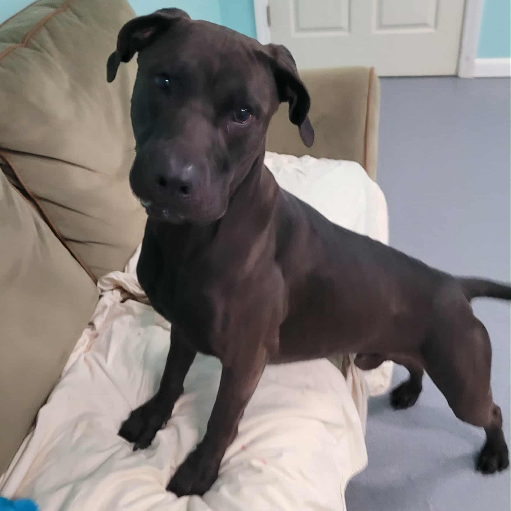 Freddy! Outgoing Boy!, a Adoptable mixed breed in Meriden, CT image 4/6