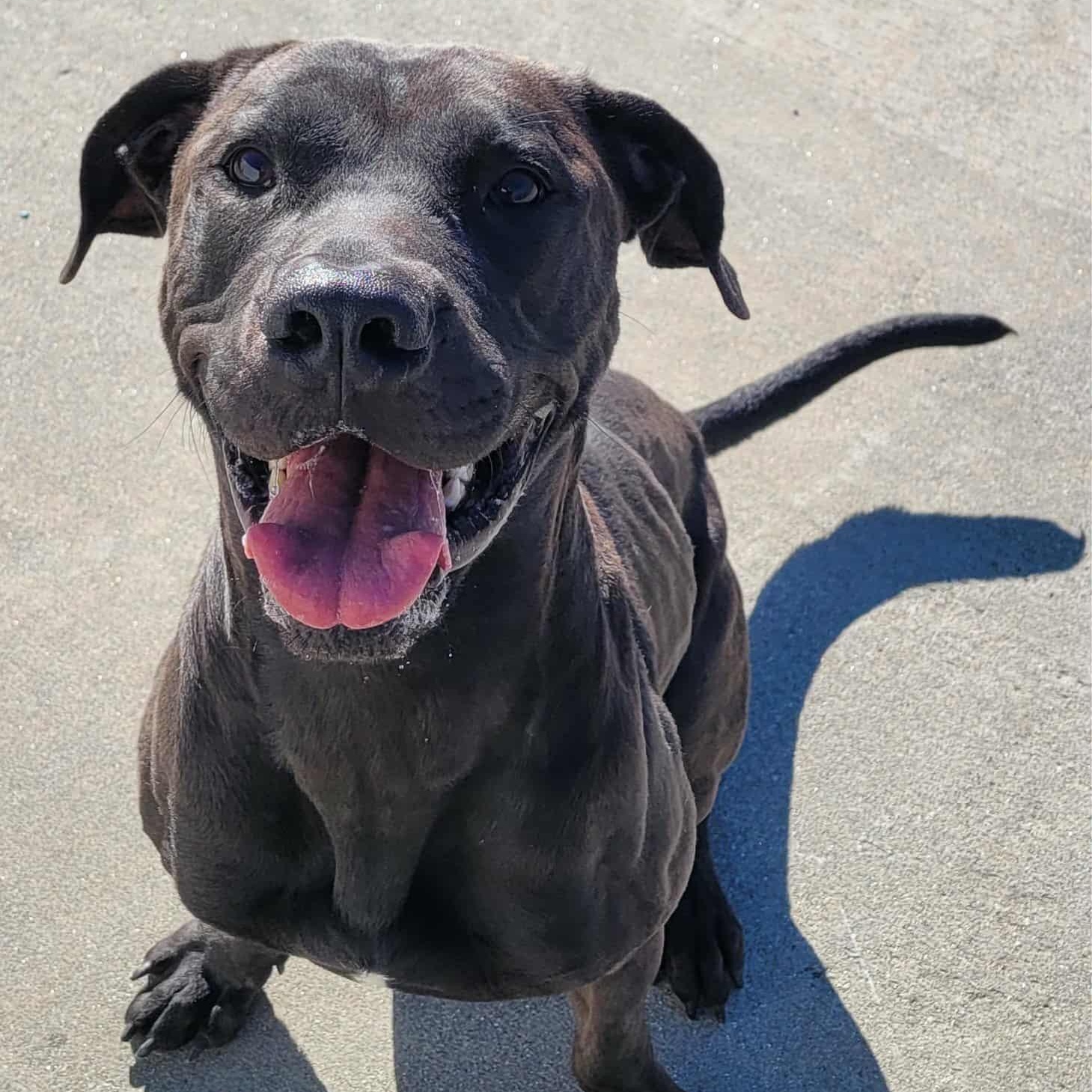 Freddy! Outgoing Boy!, a Adoptable mixed breed in Meriden, CT image 5/6