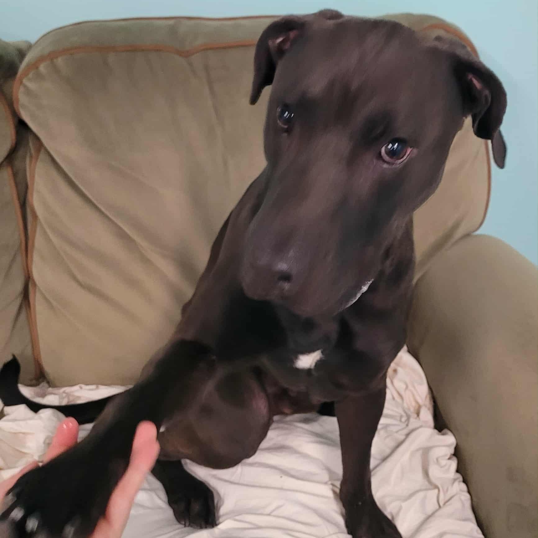 Freddy! Outgoing Boy!, a Adoptable mixed breed in Meriden, CT image 6/6